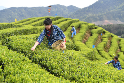 江西銅鼓 采摘“明前茶”的茶園之旅