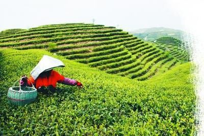 中國茶產(chǎn)能過剩，茶企如何突破困局轉(zhuǎn)向高盈利？